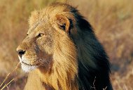 lion lion