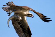 osprey osprey