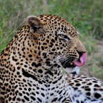 leopard2-edhubbard