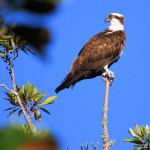 osprey-edhubbard