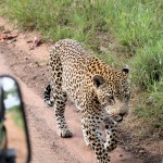 leopard-edhubbard